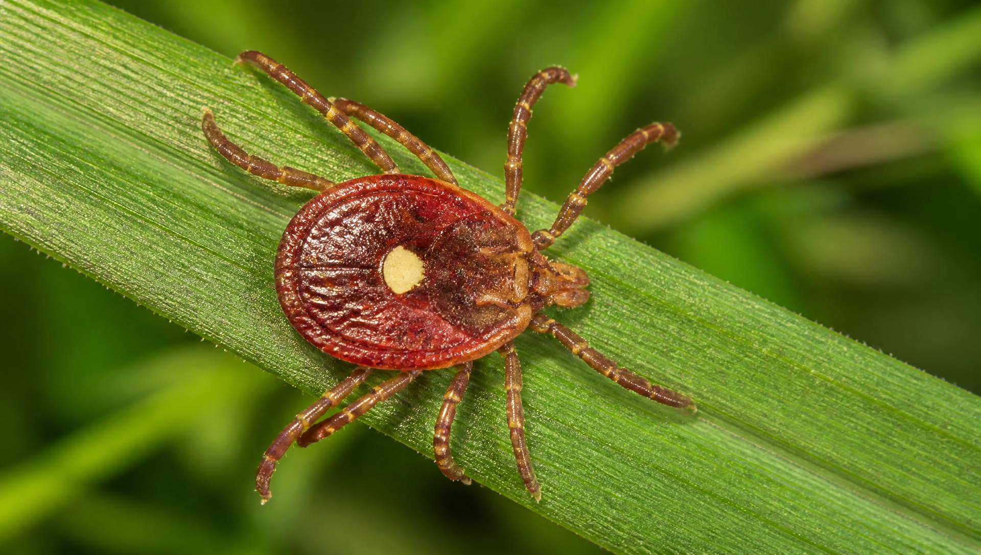 Close-up of a female lone star tick (Amblyomma americanum) with its distinctive white dot, on a blade of grass in Florida